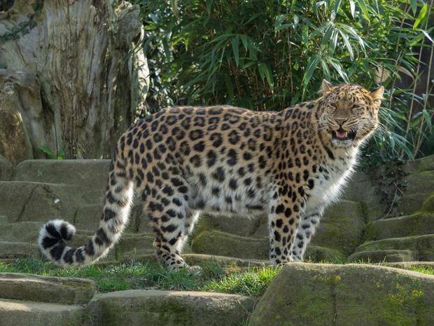 Colchester Zoo