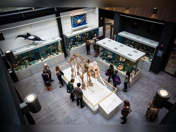 The Cole Museum Of Zoology