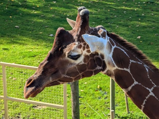 Bristol Zoo Project
