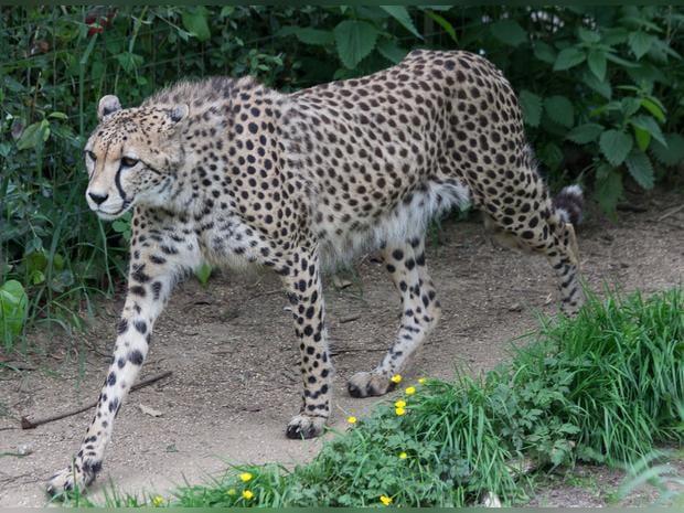 Hertfordshire Zoo