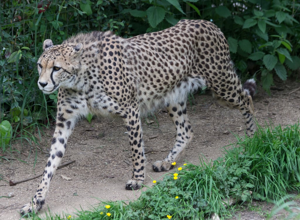 Hertfordshire Zoo