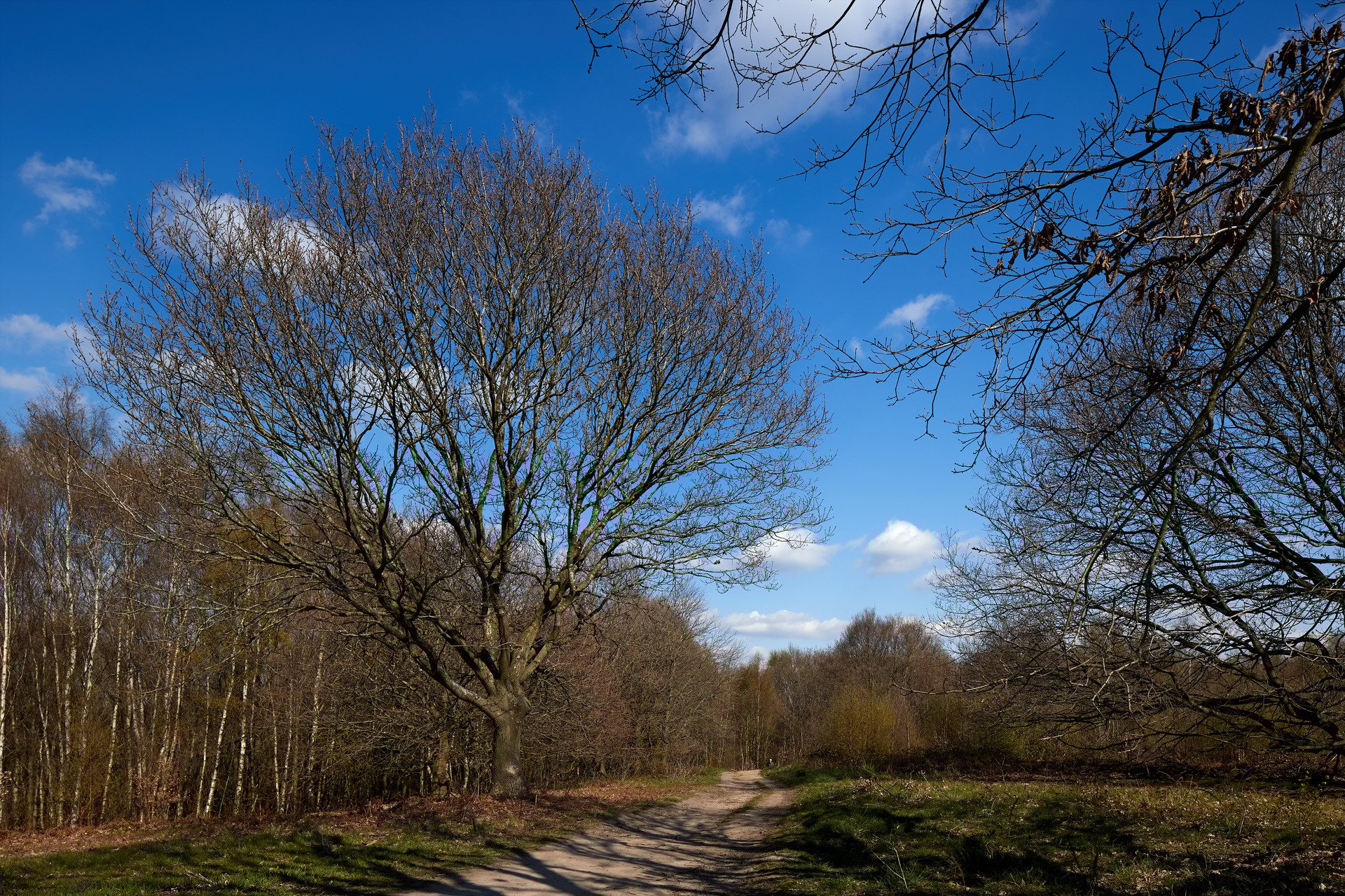 Seckar Wood