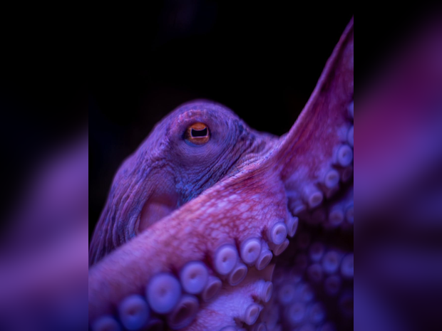 Blue Reef Aquarium