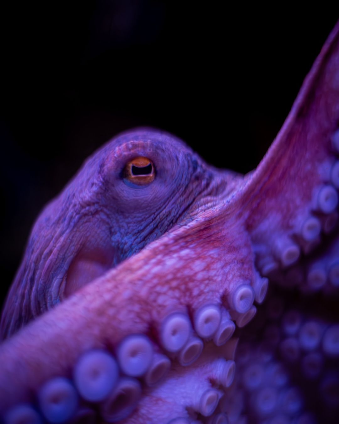Blue Reef Aquarium