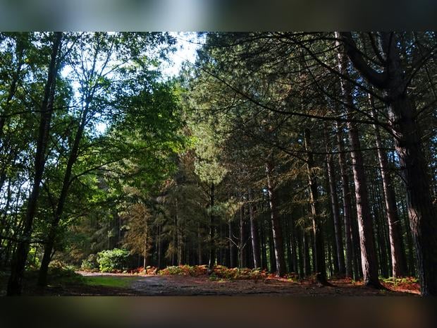 Newmillerdam Country Park