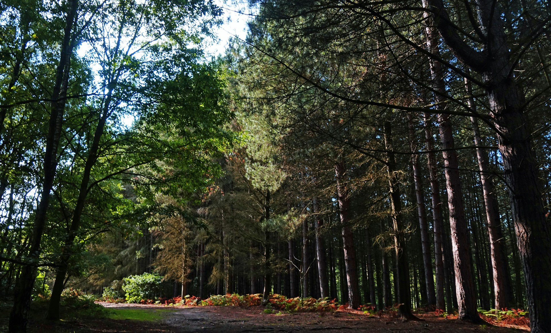 Newmillerdam Country Park