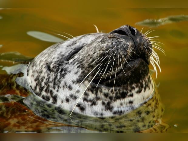 Mabelthorpe Seal Sanctuary