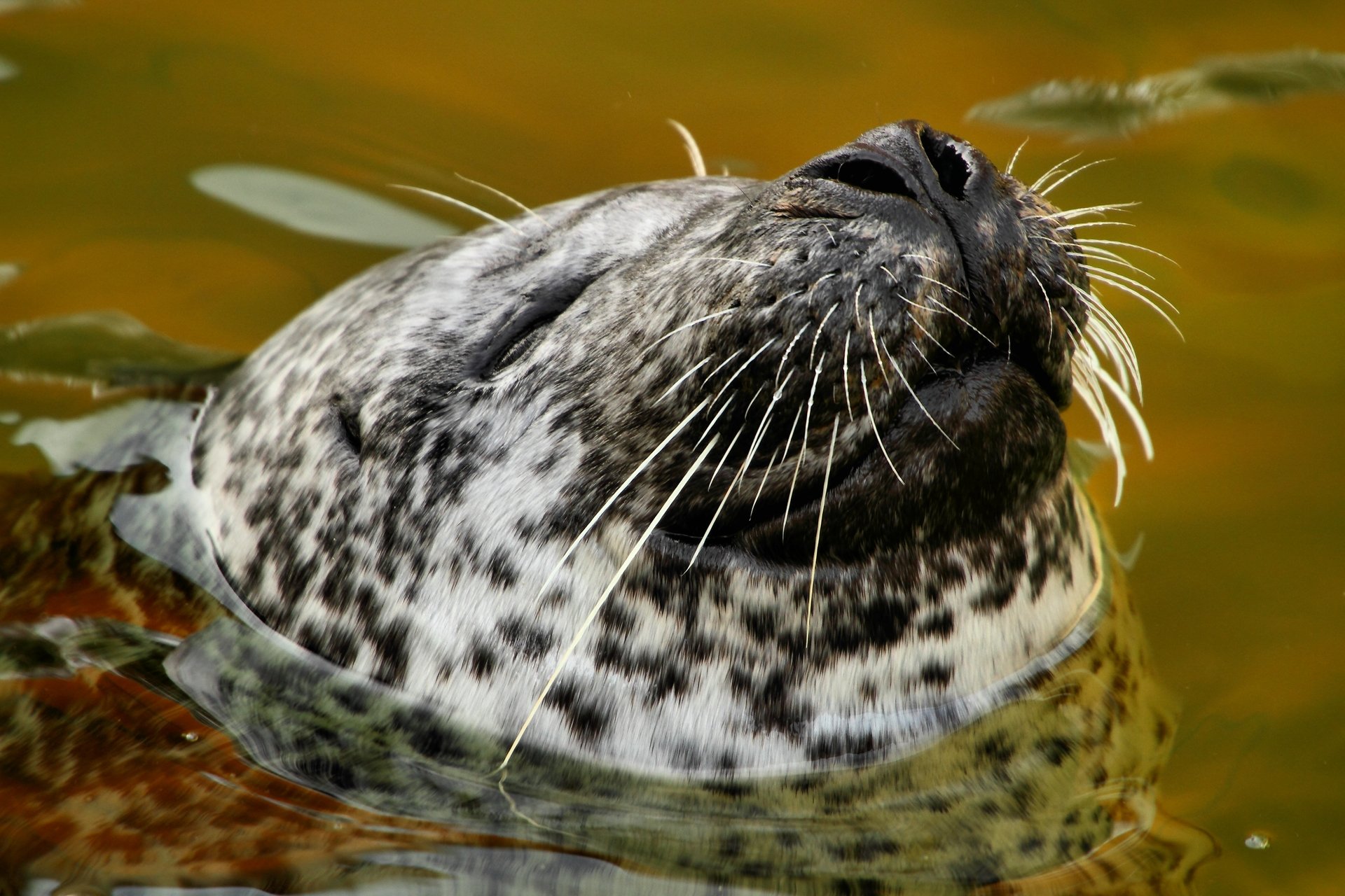 Mabelthorpe Seal Sanctuary