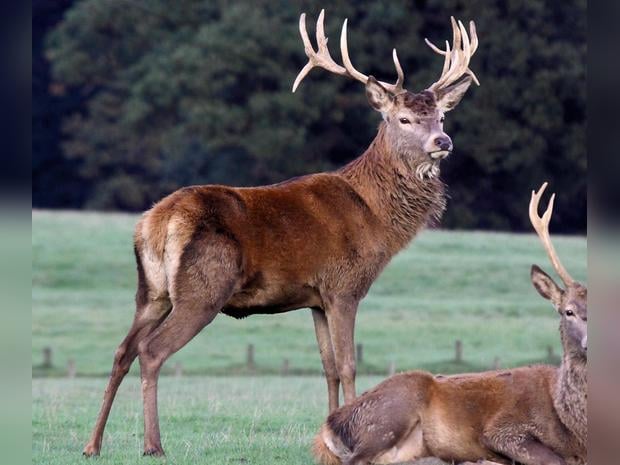 Woburn Abbey Deer Park