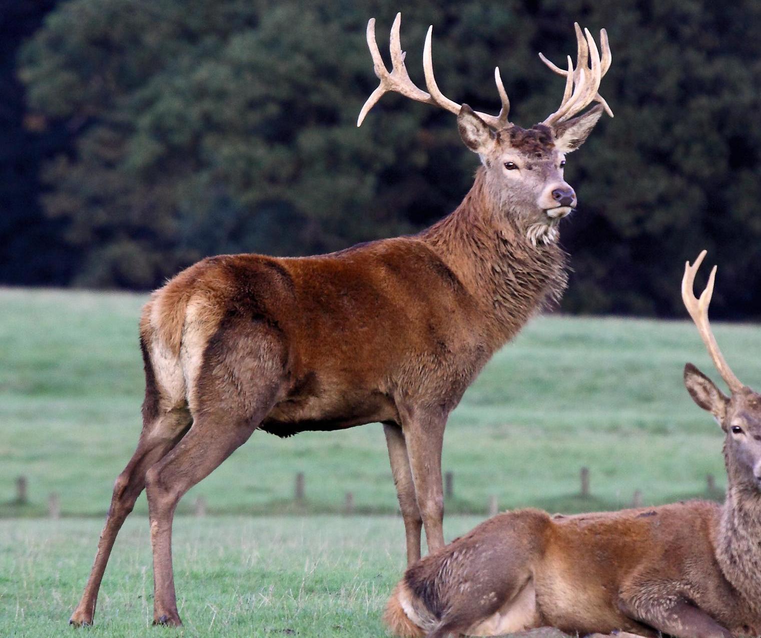 Woburn Abbey Deer Park