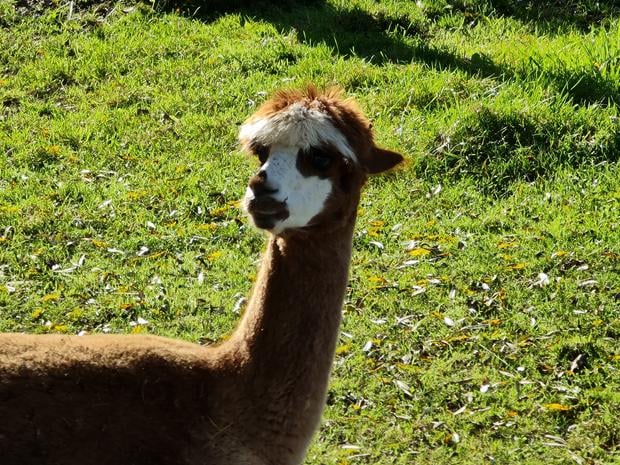 Fennell's Alpacas