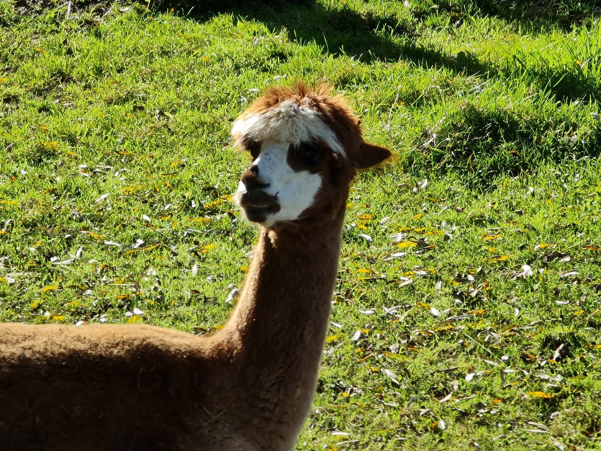 Fennell's Alpacas