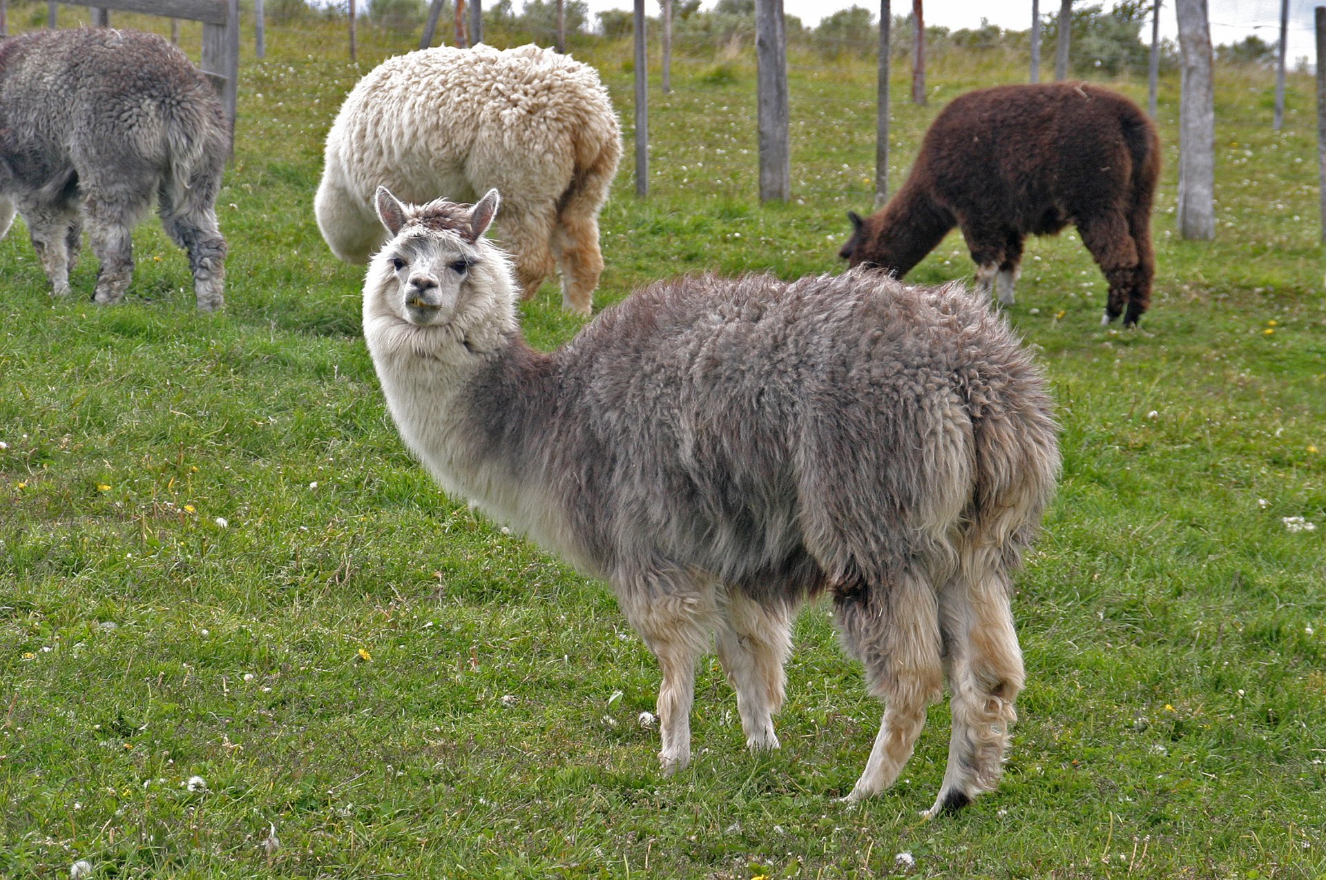 JnJ Alpacas