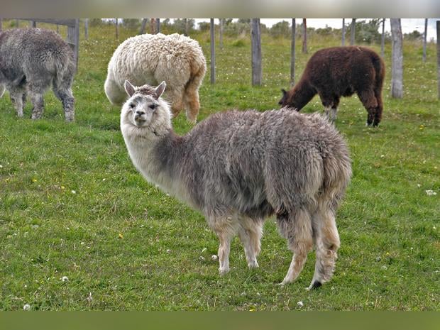 JnJ Alpacas