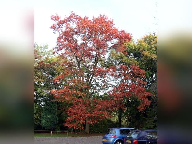 Tortworth Arboretum