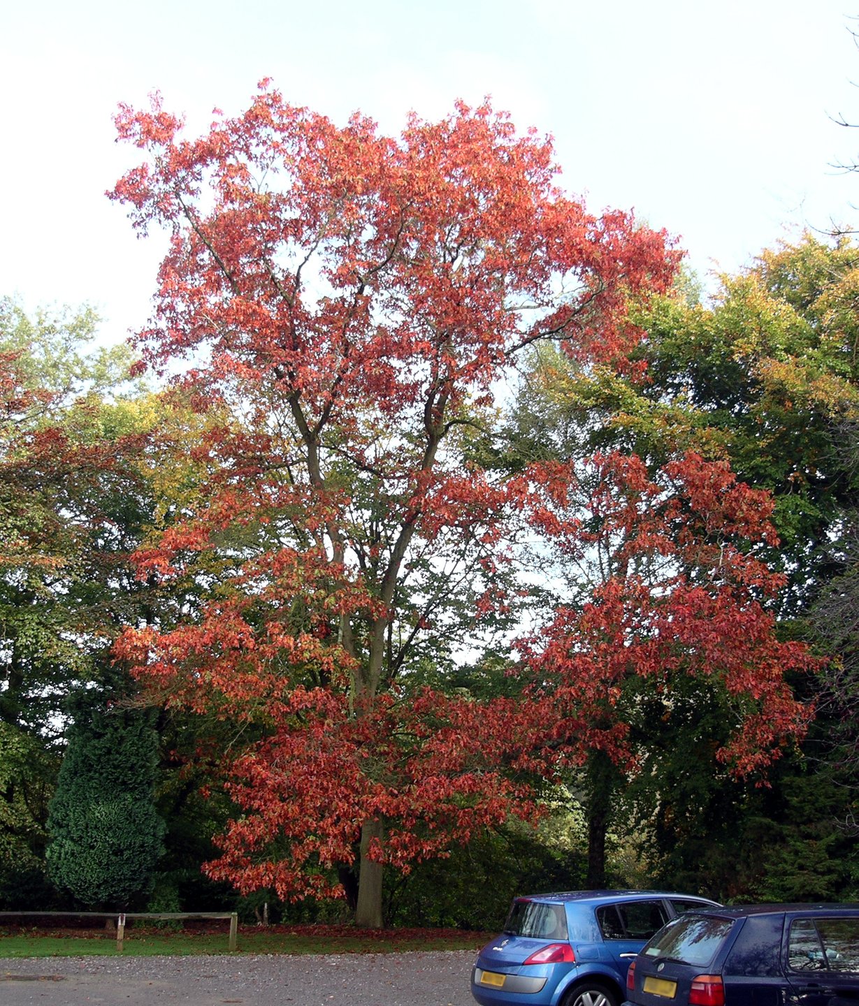 Tortworth Arboretum
