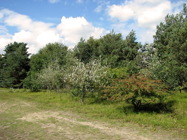Bawsey Country Park