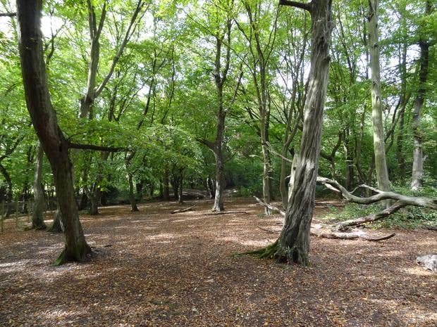 Bentley Priory Nature Reserve