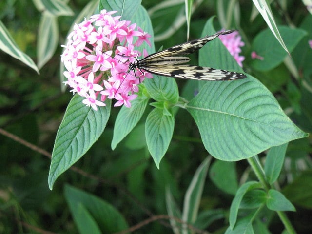 Butterfly World
