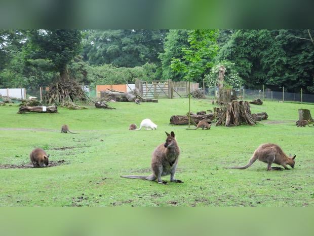 Manor Wildlife Park