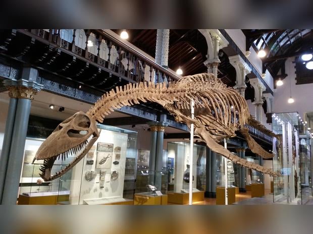 The Hunterian Museum and Art Gallery