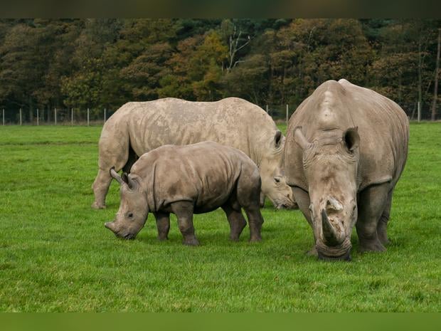 Knowsley Safari