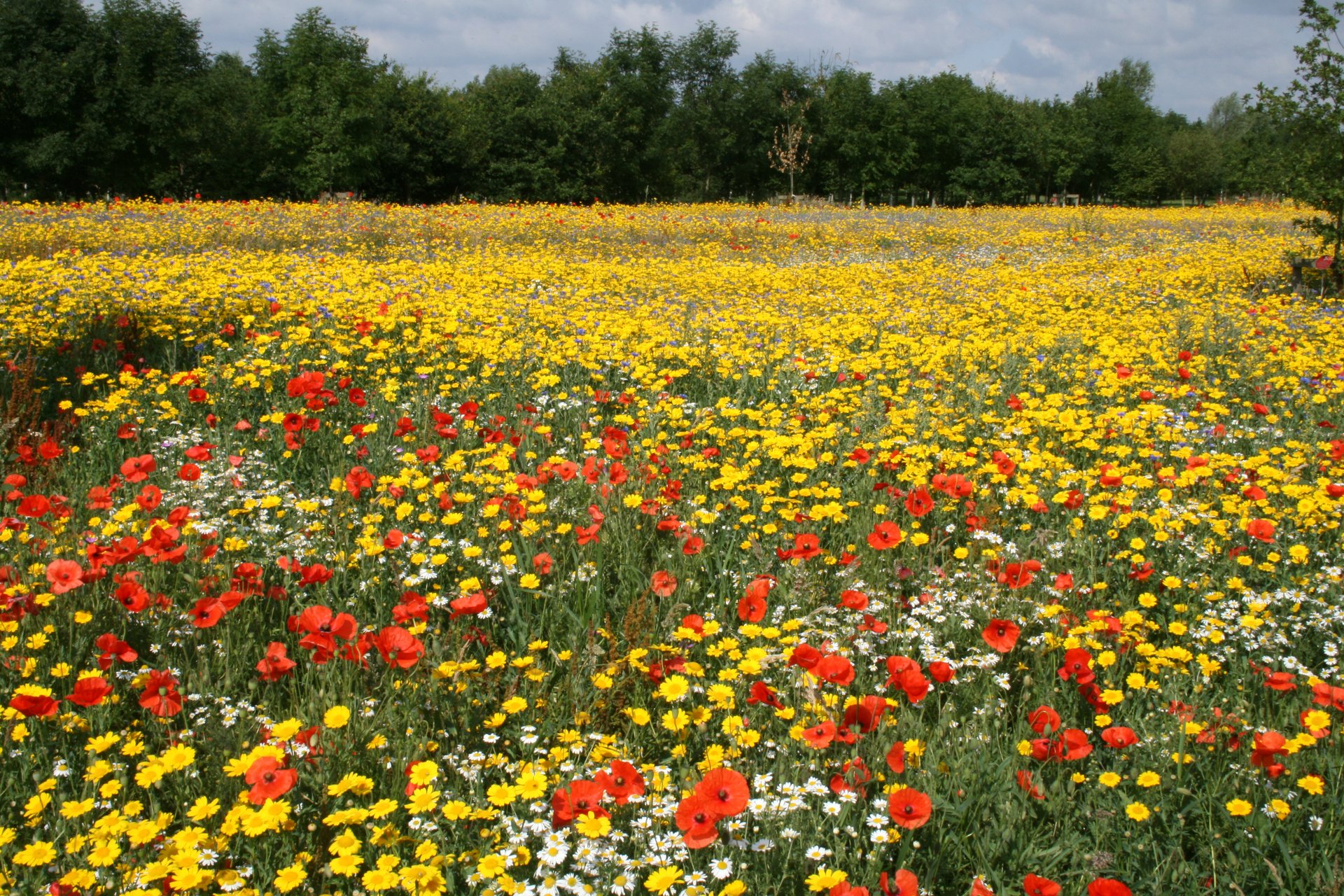The National Memorial Arboretum