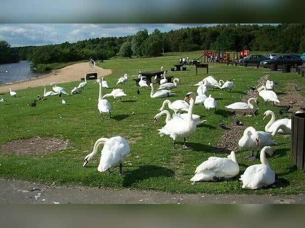 Strathclyde Country Park