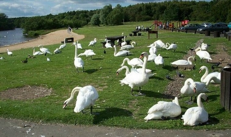 Strathclyde Country Park