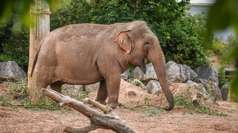Chester Zoo