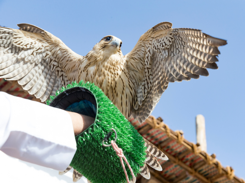 Loch Lomond Bird of Prey Centre