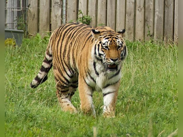 Yorkshire Wildlife Park