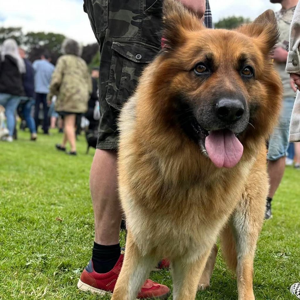 K9 Party in the Park, United Kingdom, 2025