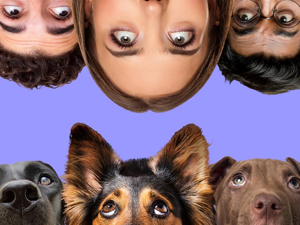 The Psychology of Dogs, United Kingdom, 2025