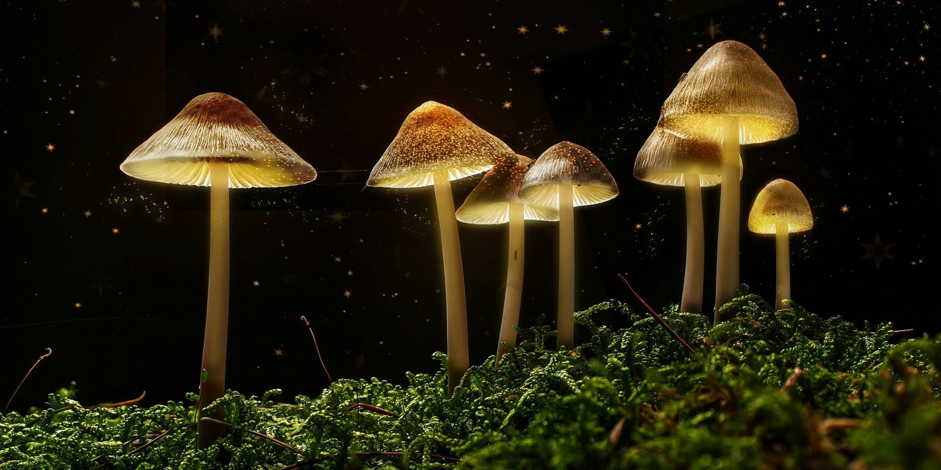 The Science Of Magic Mushrooms With Dr David Luke, United Kingdom, 2025