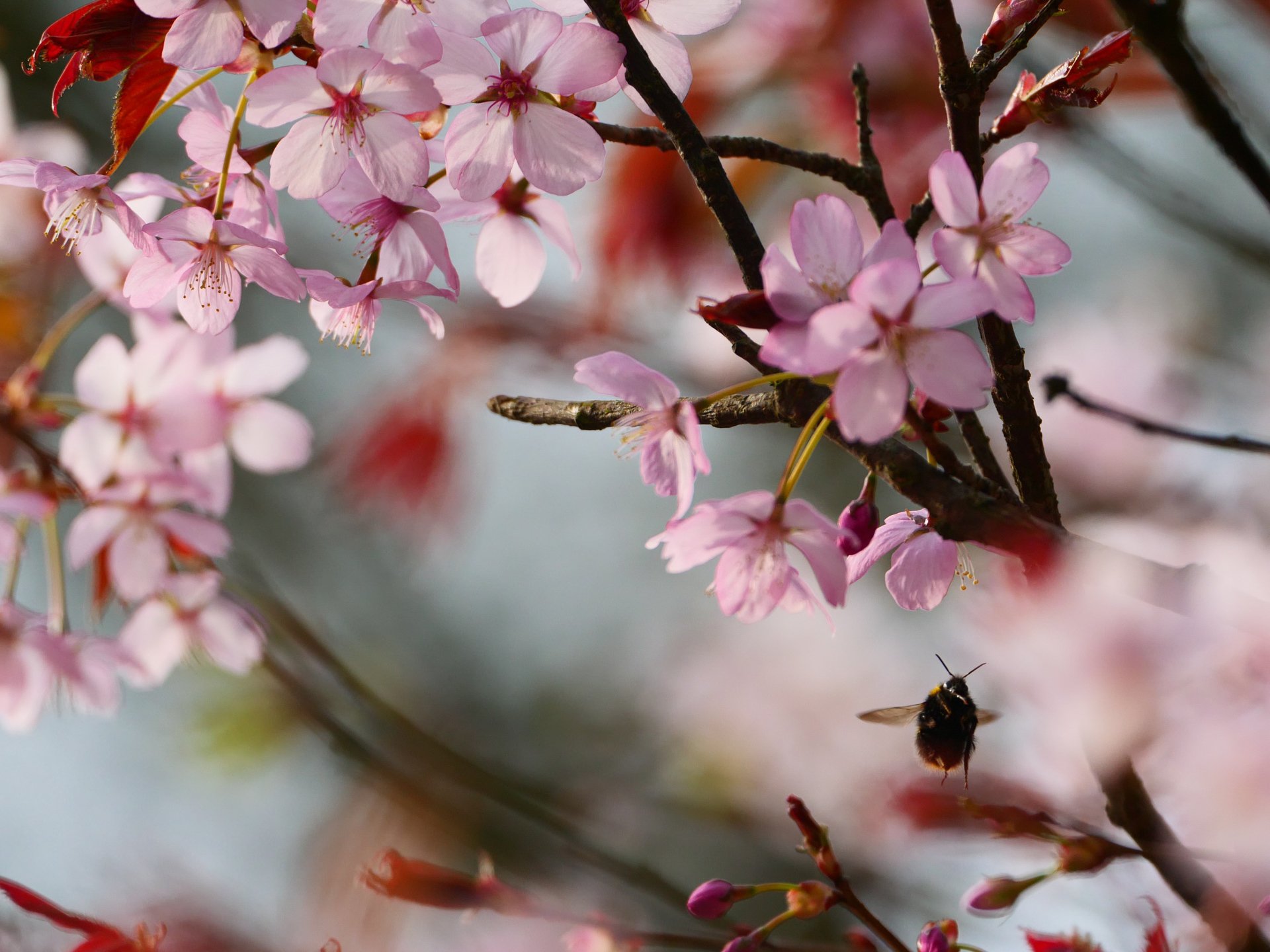 Blossom Sensory Walk, United Kingdom, 2025