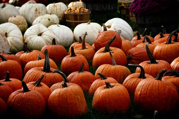 Humble Bee Farm Pumpkin Festival