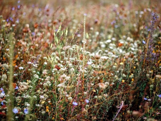 Wildflowers in a field