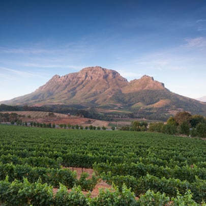 World of Wine: South Africa and the USA
