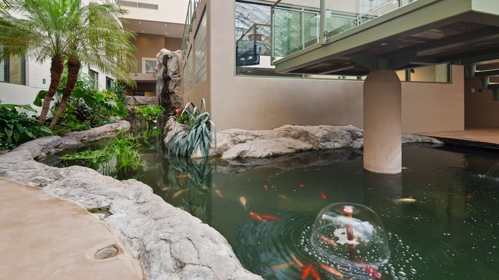 Koi Pond