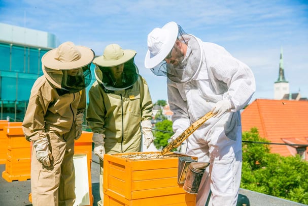 Rooftop with Urban Bees