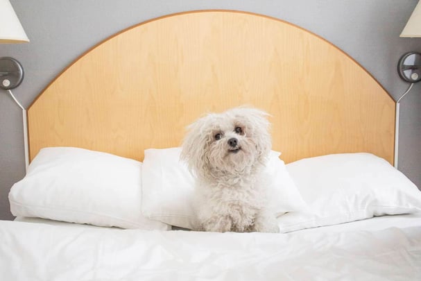 Pet-friendly double room