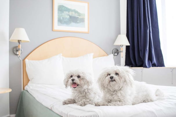 Pet-friendly double room