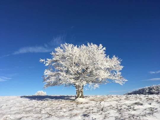 Plateau de l'Aubrac in winter