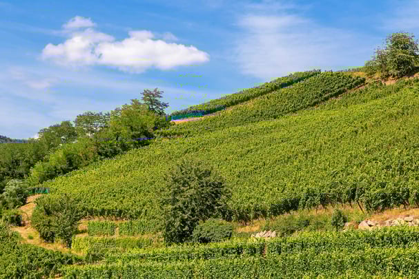 Vineyards