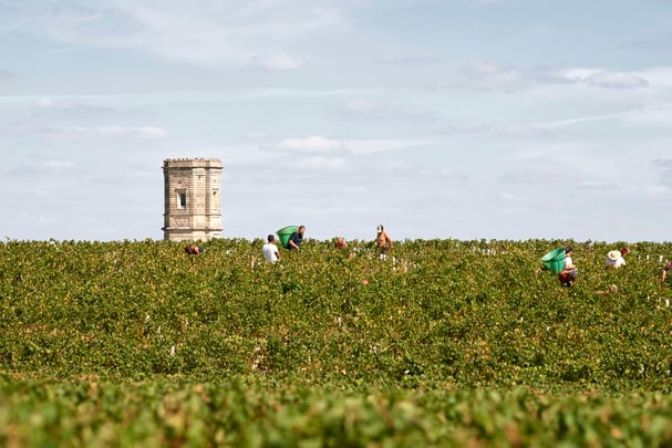 Pauillac's Vineyard