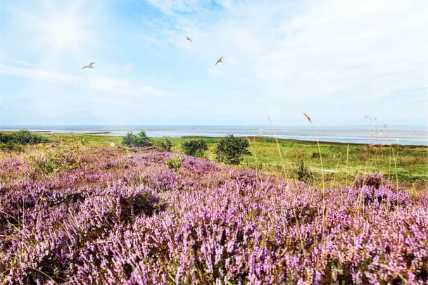 coastal heath