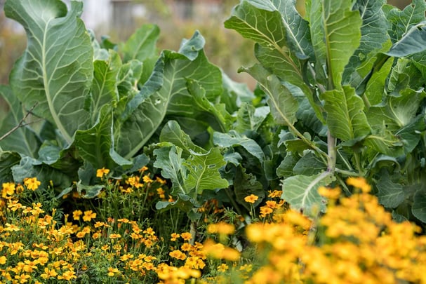 BW Hillerod herbal garden