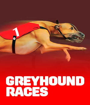 Imagem do jogo Greyhound Races