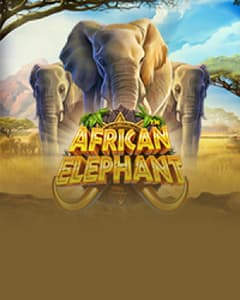 African Elephant